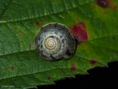 Hygromia cinctella