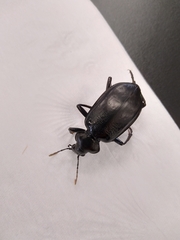 Calosoma marginale