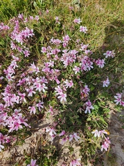 Pelargonium betulinum