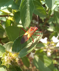 Hypselonotus interruptus