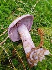 Cortinarius traganus