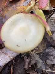 Hygrophorus chrysodon