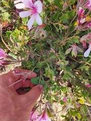 Pelargonium betulinum