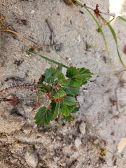 Pelargonium betulinum