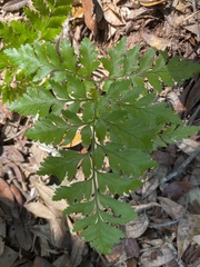 Rumohra adiantiformis