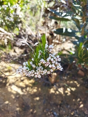 Diosma hirsuta