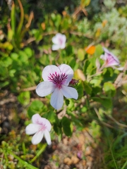 Pelargonium betulinum