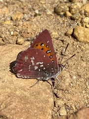 Aloeides thyra thyra