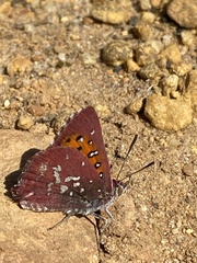 Aloeides thyra thyra