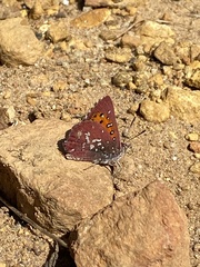 Aloeides thyra thyra