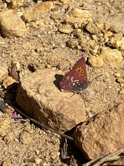 Aloeides thyra thyra