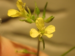 Sisymbrium altissimum