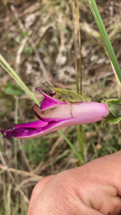 Sphenarium purpurascens