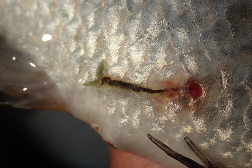 Lernaeidae