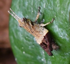 Traulia azureipennis