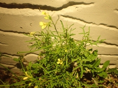 Sisymbrium altissimum