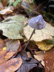 Mycena purpureofusca