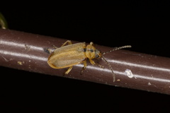 Galerucella grisescens