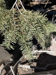 Abies concolor