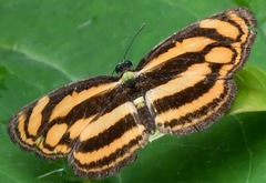Lasippa tiga siaka