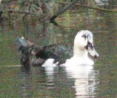 Anas platyrhynchos × Cairina moschata