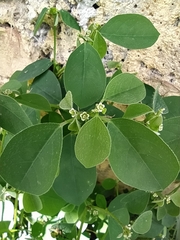 Euphorbia graminea