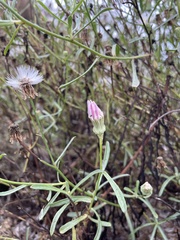 Rafinesquia californica
