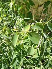 Euphorbia graminea