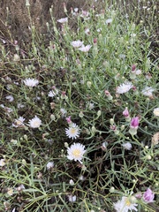 Rafinesquia californica