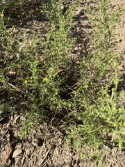 Dittrichia graveolens