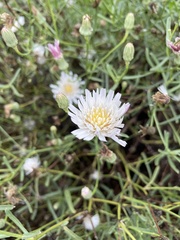 Rafinesquia californica