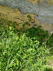 Euphorbia graminea