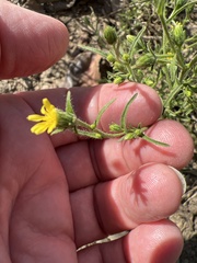 Dittrichia graveolens