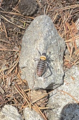 Lluciapomaresius stalii