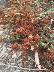 Eriogonum parvifolium