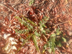 Gleditsia triacanthos