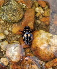 Thermonectus marmoratus