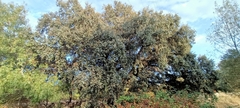 Quercus rotundifolia