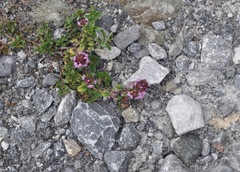 Thymus serpyllum