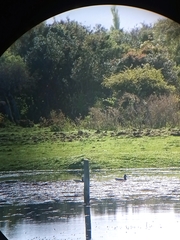 Speculanas specularis