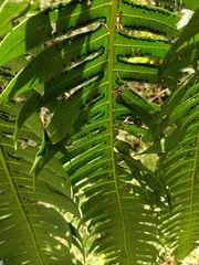 Cyathea horrida