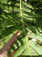 Cyathea horrida