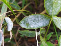 Erysiphe trifoliorum