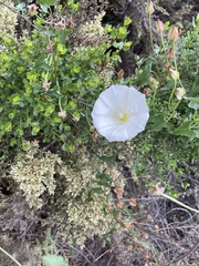 Calystegia macrostegia