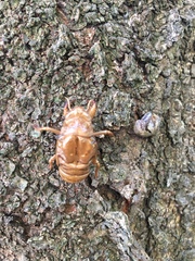 Graptopsaltria nigrofuscata