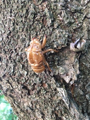 Graptopsaltria nigrofuscata