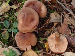 Tricholoma fulvum