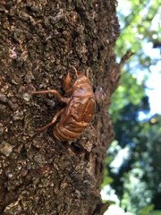 Graptopsaltria nigrofuscata