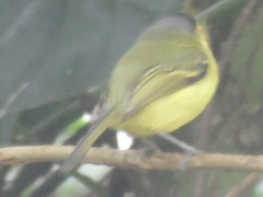 Todirostrum poliocephalum