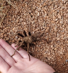 Aphonopelma chalcodes